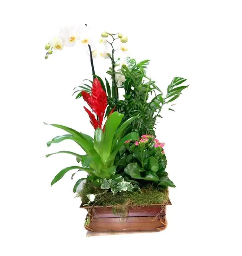 Vibrant Orchid and Plant Duo in Bamboo