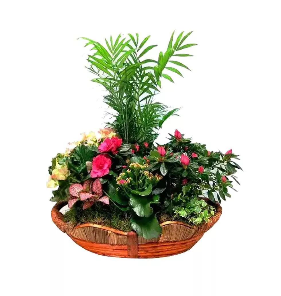 Fascinating Basket of Flowering Plants