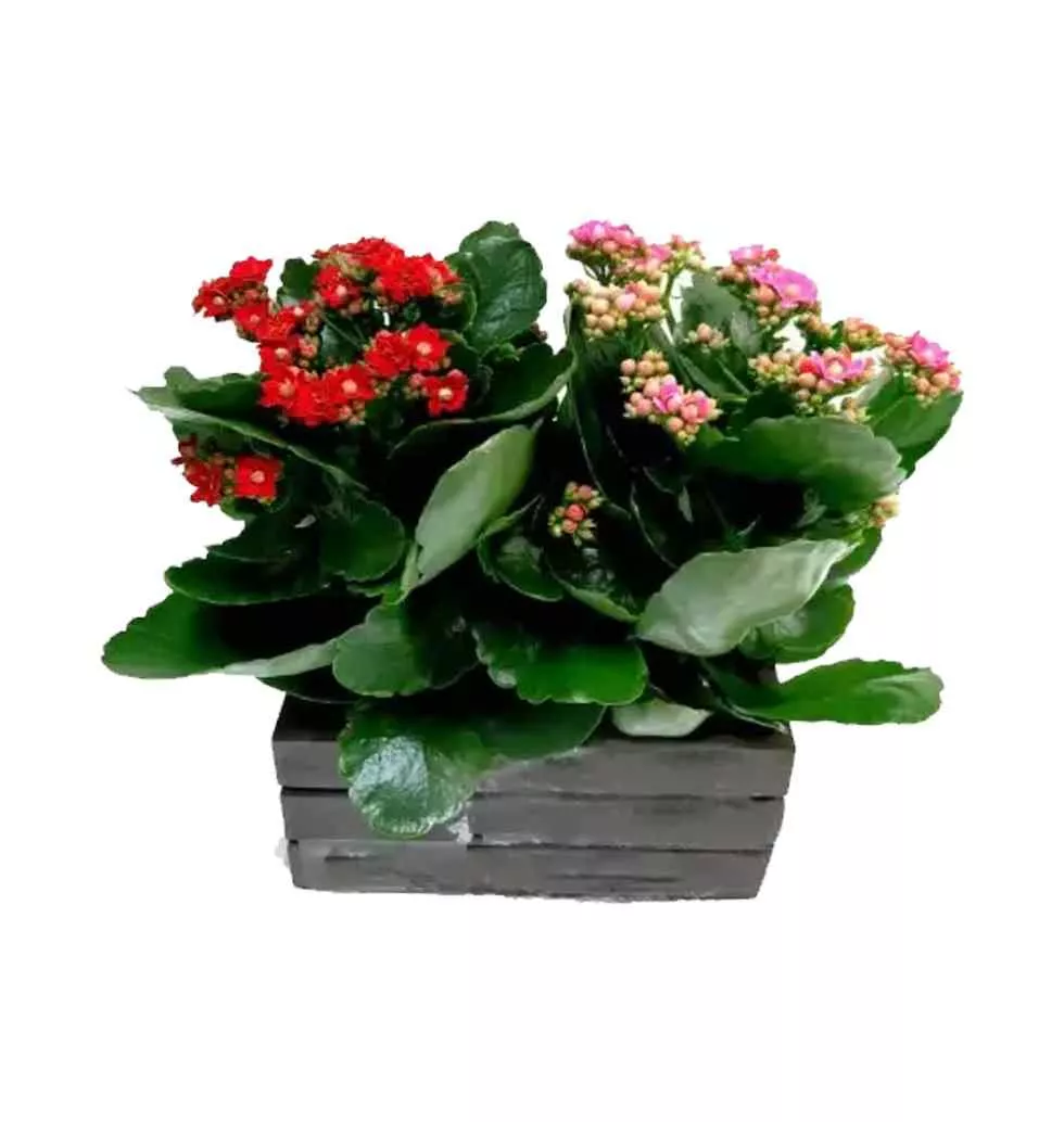 Eco-Friendly Kalanchoe Collection