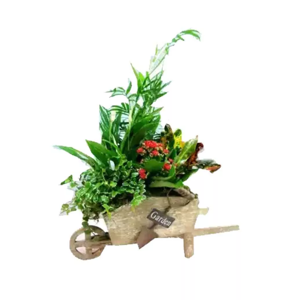 Plants Filled Into A Wheelbarrow