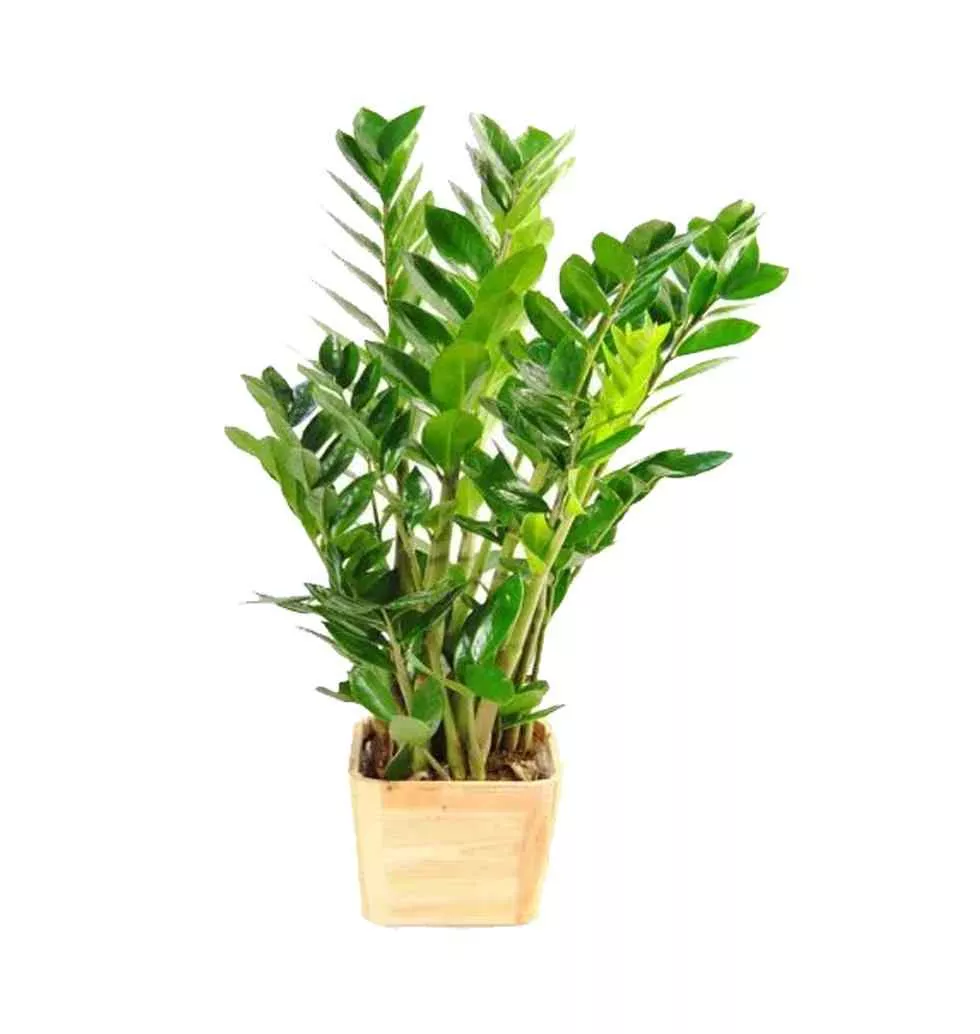 The Elegant Indoor Plant