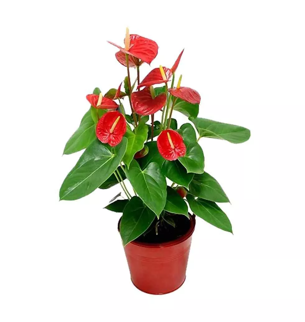 The Stunning Red Anthurium